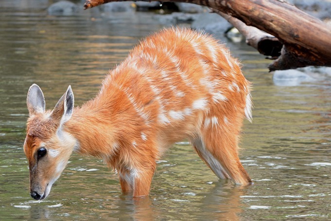 動物園あるある 動物 ヒト 違い Vol 1 シカじゃないよ Spice エンタメ特化型情報メディア スパイス