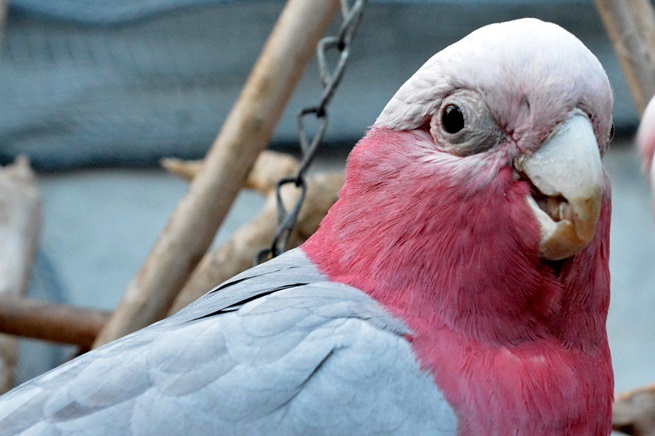 モモイロインコ