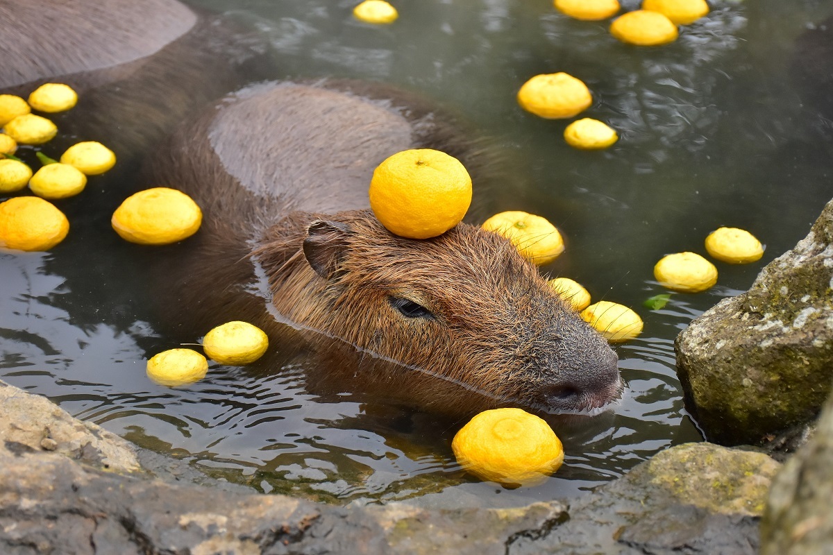 恒例「ゆず湯」