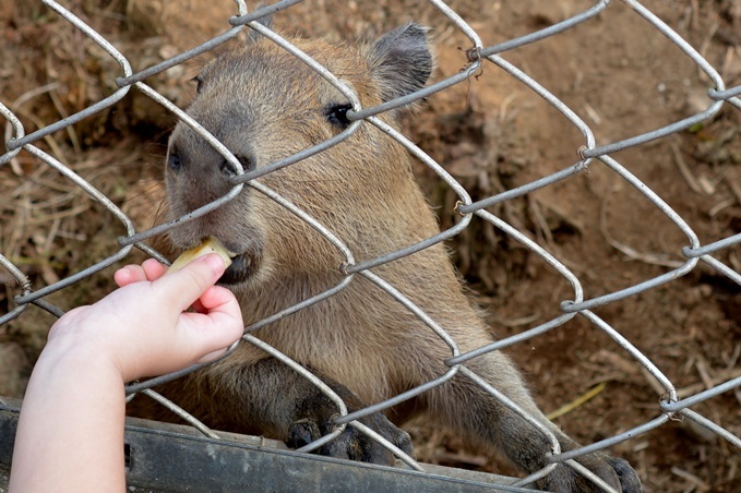 カピバラエティハウスのおやつタイム