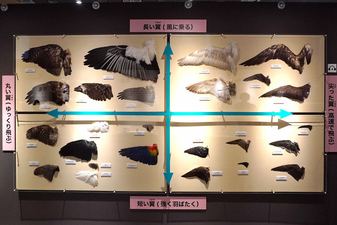 第1章「鳥類の起源と初期進化」特集2「翼」