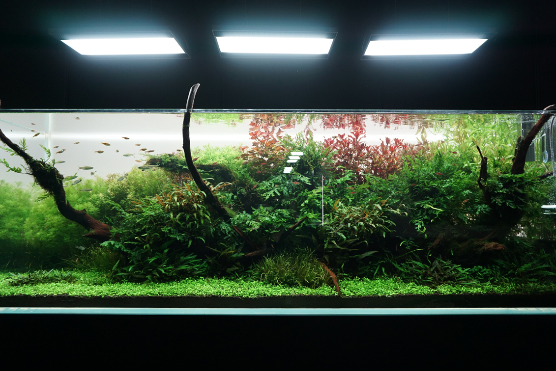 写真と水槽で体感する 大自然の美しさ 天野尚 Nature Aquarium展 レポート Spice エンタメ特化型情報メディア スパイス