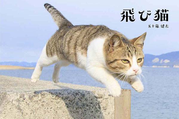 『飛び猫』