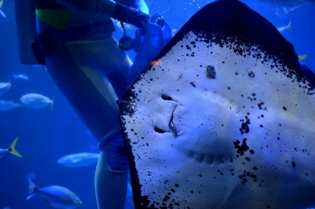 大水槽での餌付けガイド