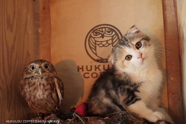 大阪中崎町フクロウコーヒーのフクとマリモ