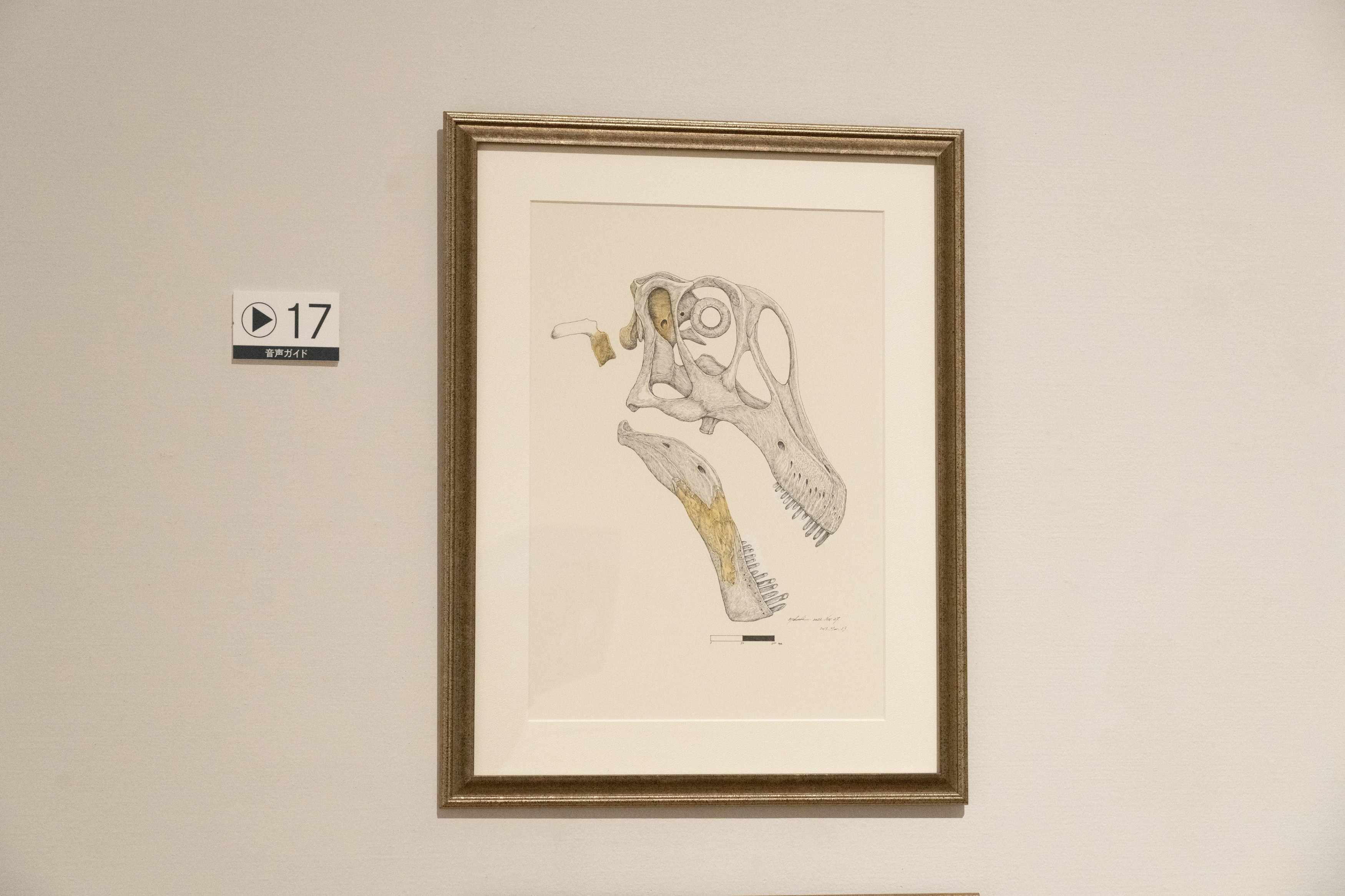 小田隆「タンバティタニス・アミキティアエ頭骨」2012-13年　丹波市立丹波竜化石工房 (c) 小田隆／丹波市