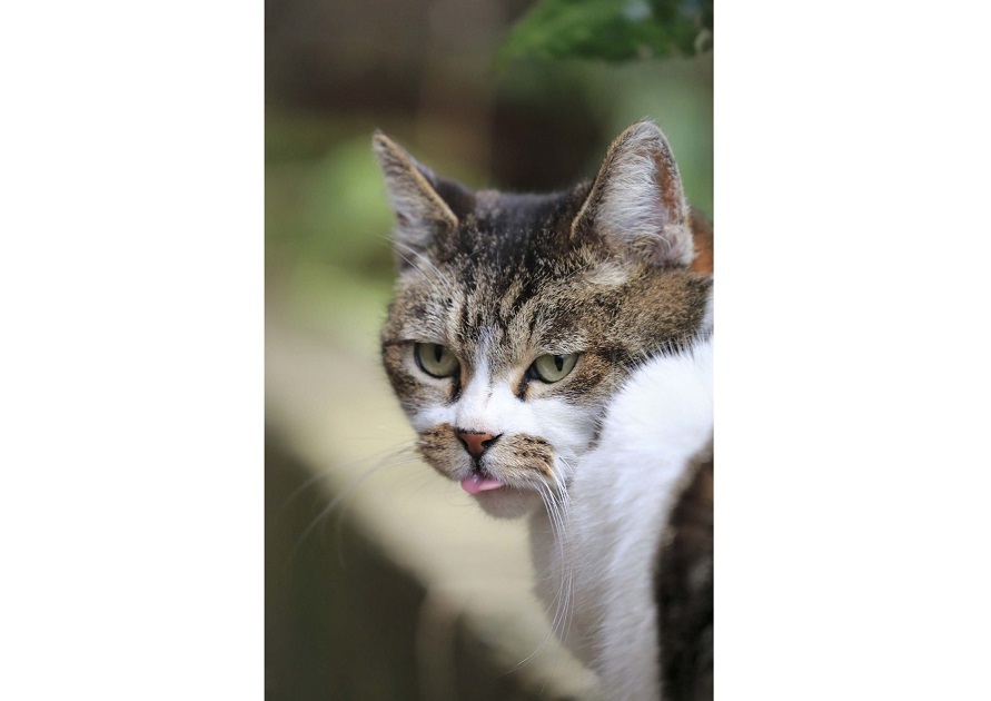 写真集『しまい忘れた猫』