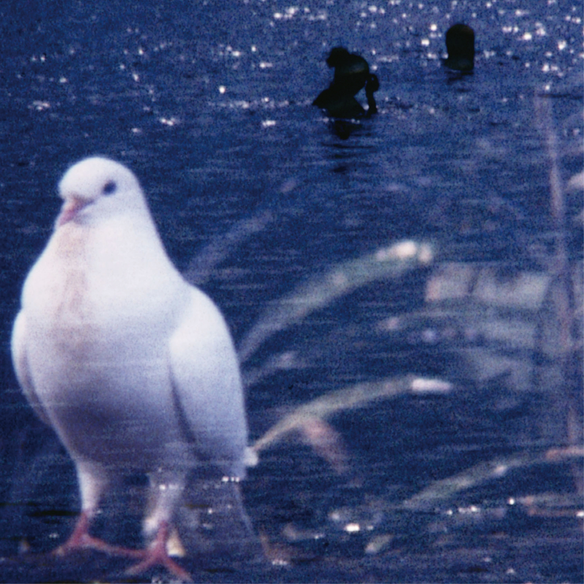 『輝板（きばん）』ジャケット