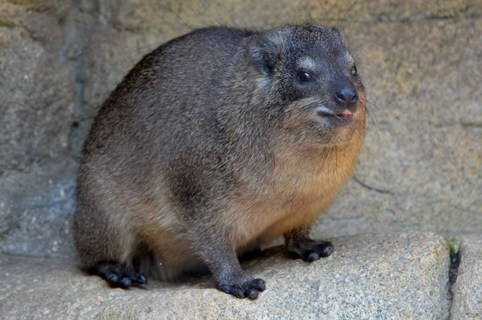 動物園あるある 動物 ヒト 違いvol 3 ネズミよりゾウに近い Spice エンタメ特化型情報メディア スパイス