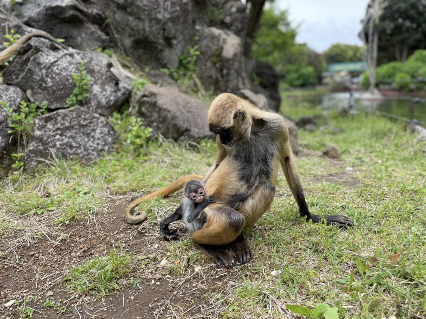 伊豆シャボテン動物公園でベビーラッシュ、ジェフロイクモザル