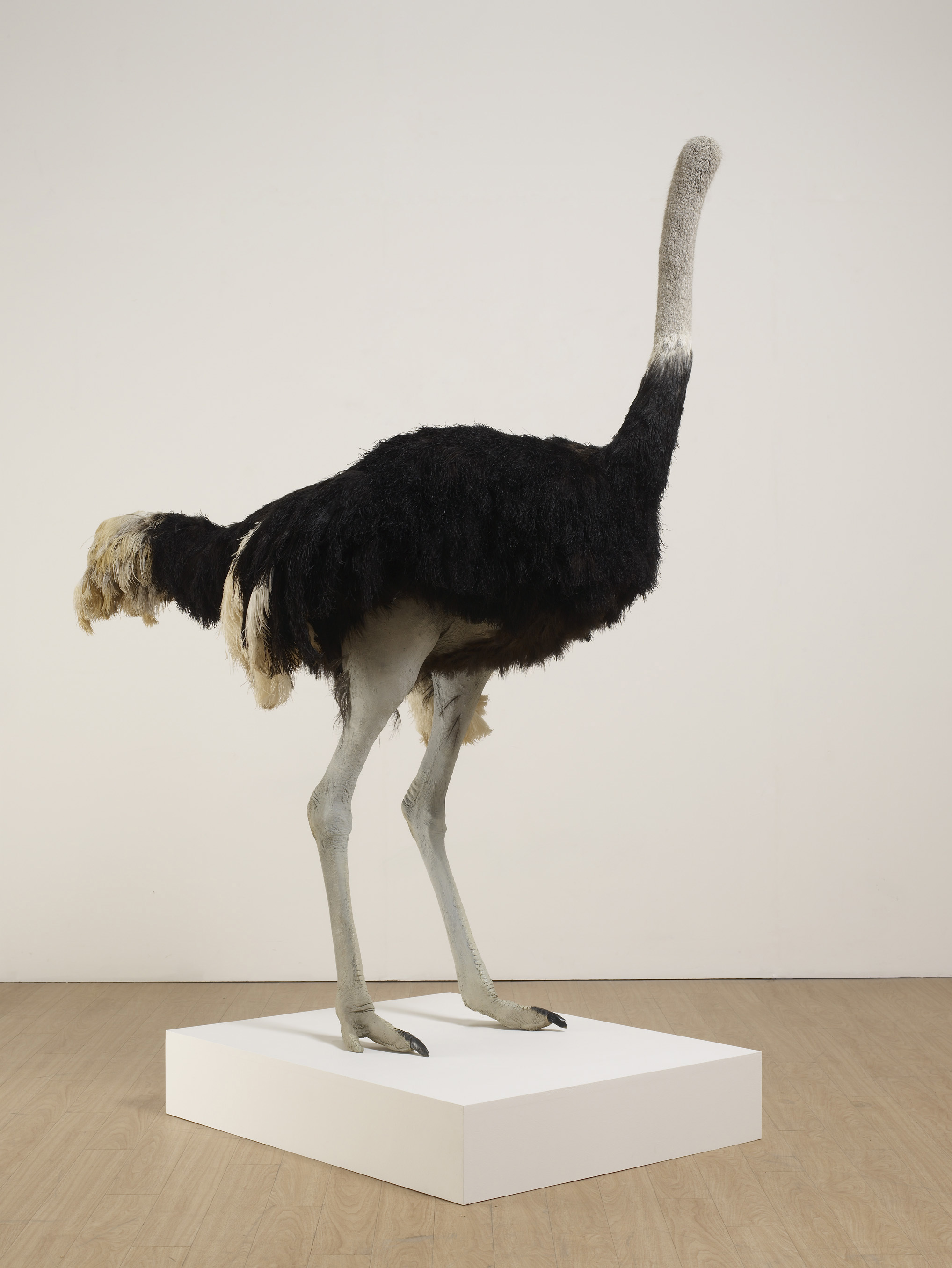 デイヴィッド・シュリグリー「ダチョウ」2009 Courtesy: Artist and the British Council Collection 撮影: Stephen White