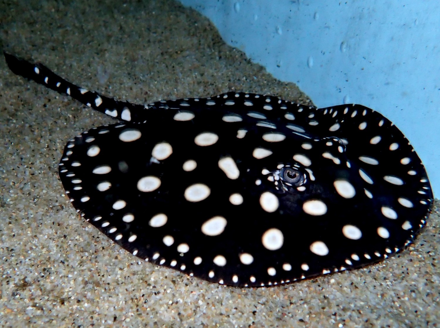 写真提供：サンシャイン水族館