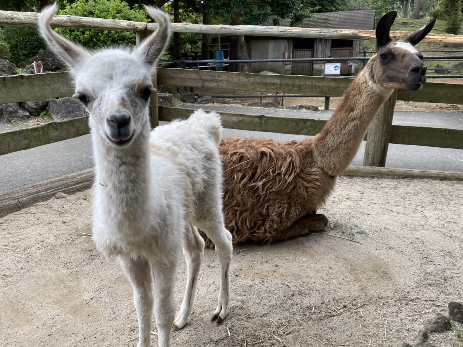 伊豆シャボテン動物公園　ラマの赤ちゃん