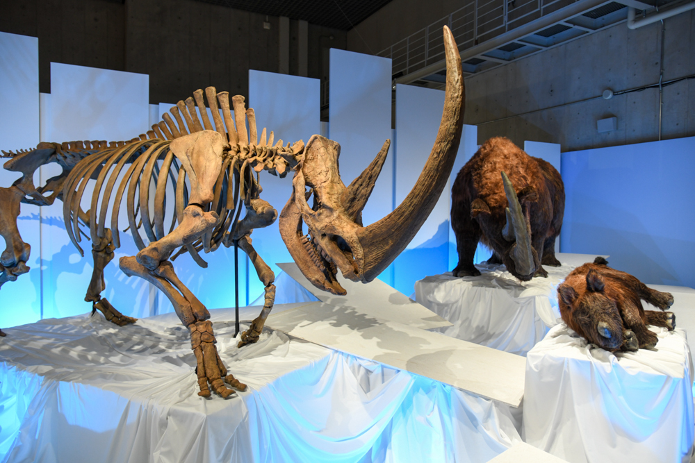 「チベットケサイ」の展示風景　国立科学博物館蔵