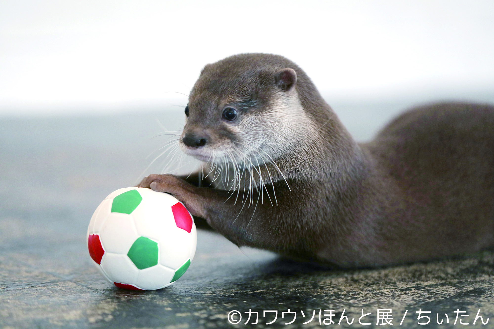 Sns人気カワウソや観光大使 ちぃたん 登場 写真 物販展 カワウソほんと展 名古屋と東京で開催 Spice エンタメ特化型情報メディア スパイス