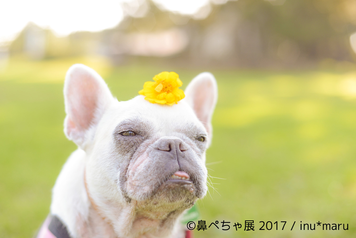 画像 ブサカワな 鼻ぺちゃ犬 の写真展が浅草橋にて開催 フレンチブルにパグにチワワまで インスタ有名犬が大集合 の画像1 Spice エンタメ特化型情報メディア スパイス