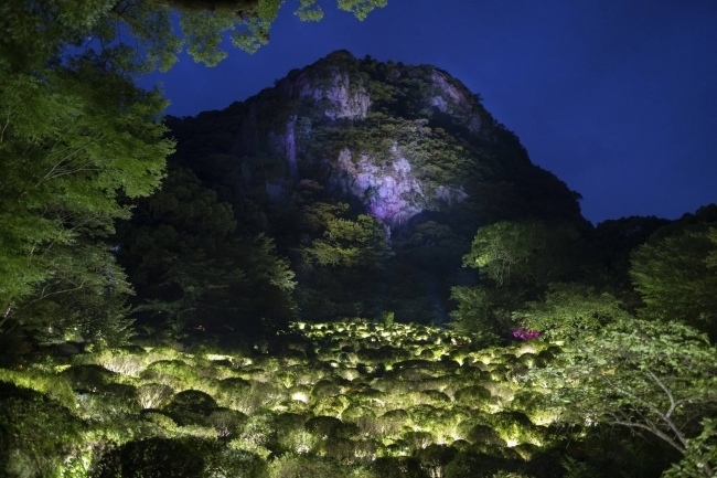 生命は連続する光 - ツツジ谷 / Life is Continuous Light - Azalea Valley teamLab, 2017, Interactive Digitized Nature, Sound: Hideaki Takahashi