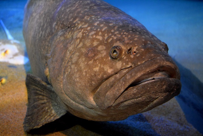体長約180センチの巨大魚タマカイも人気！「九十九島水族館海きらら 