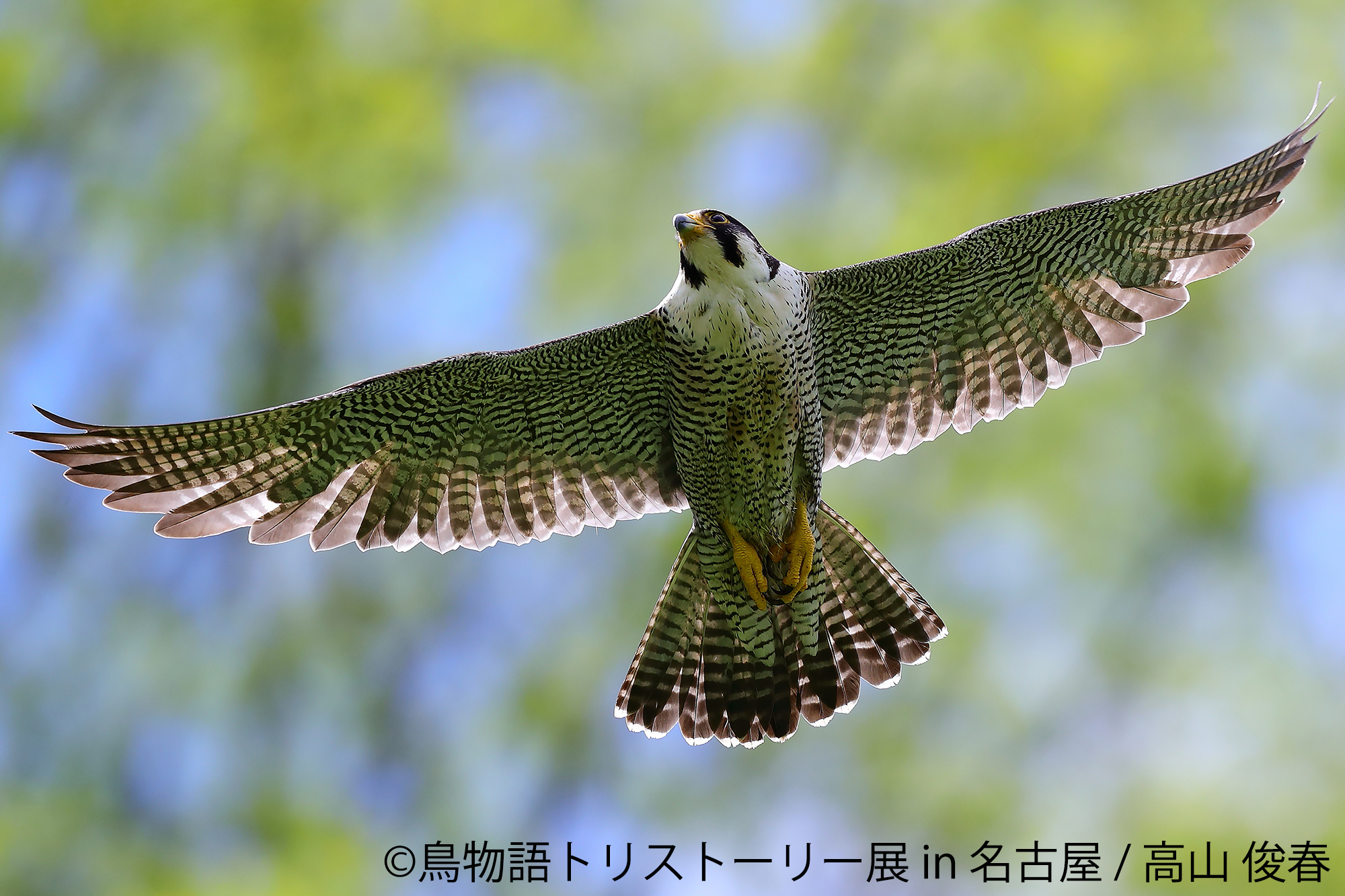 画像 鳥の合同写真 物販展 鳥物語トリストーリー展 In 名古屋 愛嬌たっぷりインコから 勇猛な野鳥まで の画像4 7 Spice エンタメ特化型情報メディア スパイス