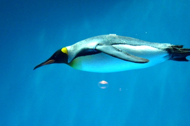キングペンギン