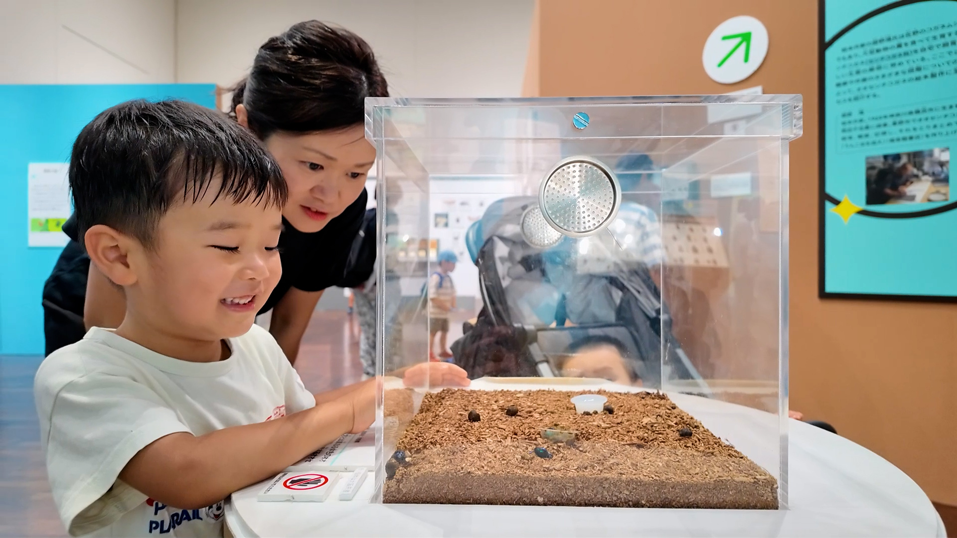 オオセンチコガネの生体展示