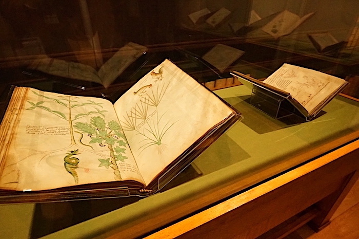左：『薬草書』イタリア、15世紀 大英図書館蔵　右：『薬草書』イングランド、12世紀 大英図書館蔵