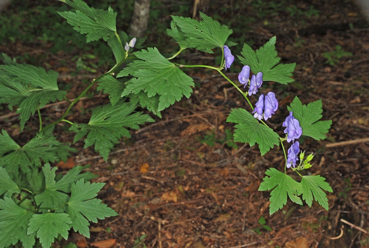 「日本の3大有毒植物」のひとつのオクトリカブト 写真提供：門田裕一