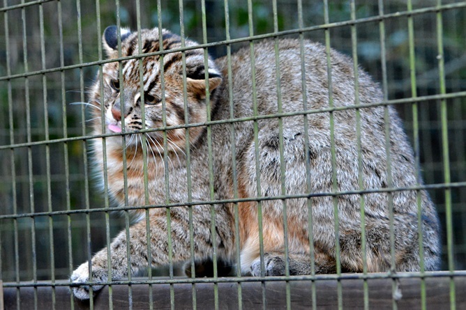 額には縦じま、体には斑点模様（よこはま動物園ズーラシアにて撮影）