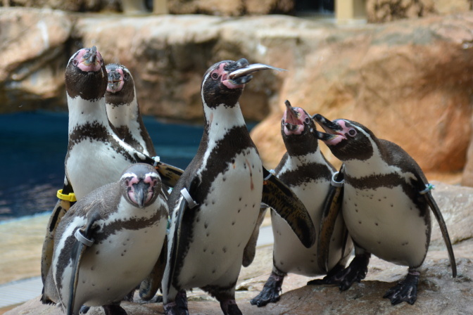 フンボルトペンギンの「お食事タイム」