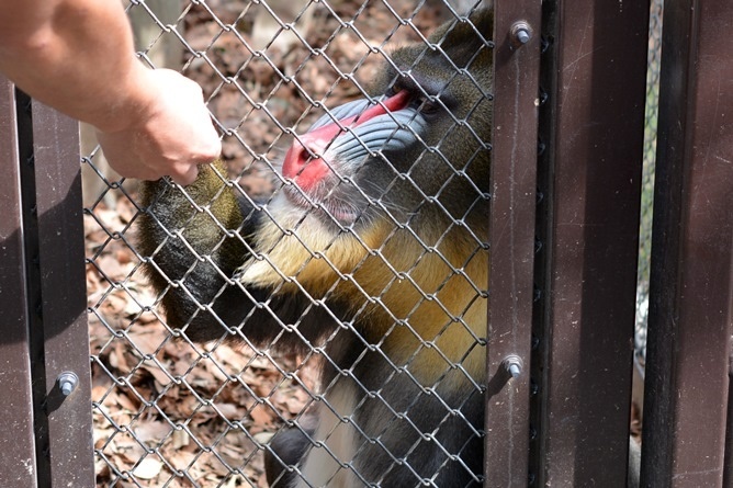 マンドリルのおやつタイム