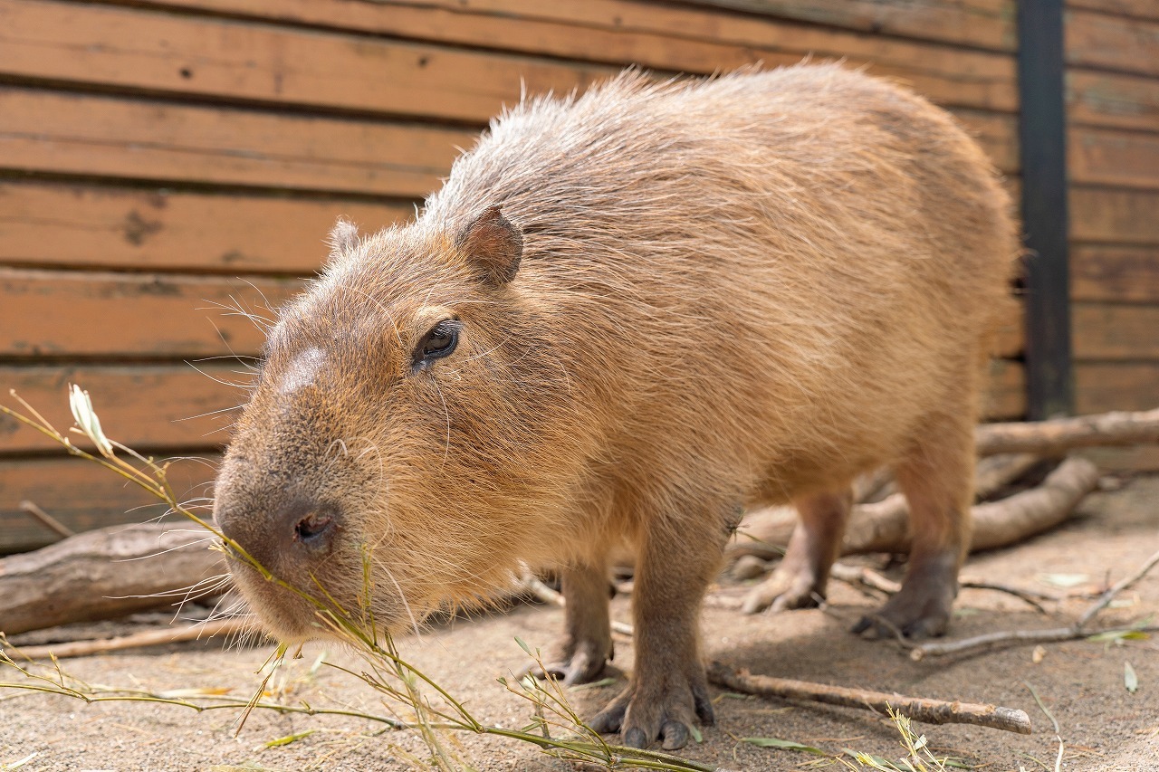 那須どうぶつ王国「シュガー」