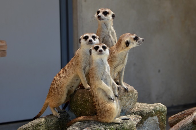 公式ツイッターの画像が好評 ミーアキャットの大家族 市川市動植物園 Vol 2 Spice エンタメ特化型情報メディア スパイス