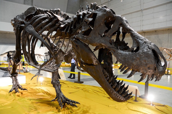 今にもこちらに向かってきそうな「ティラノサウルス」の全身復元骨格