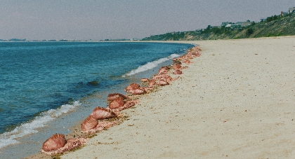 海岸に打ち上げられた巨大な餃子のようなモノ、その正体は人間を変容・絶命させる寄生生物だった　映画『ザ・ビーチ』予告＆場面写真