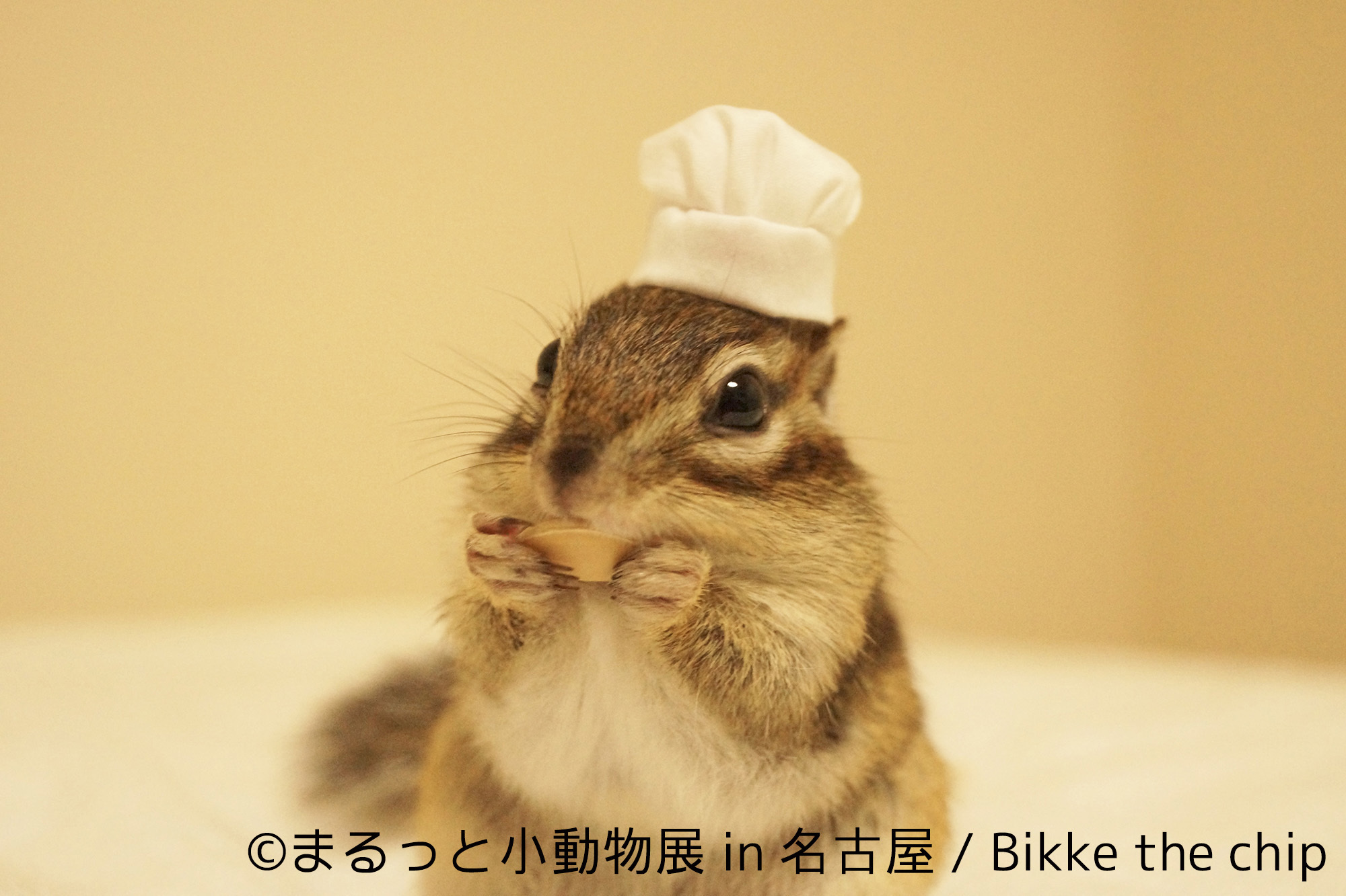 画像 ハリネズミ ハムスター リス キュートな小動物で新年初癒し まるっと小動物展 名古屋で1月に開催 の画像3 13 Spice エンタメ特化型情報メディア スパイス