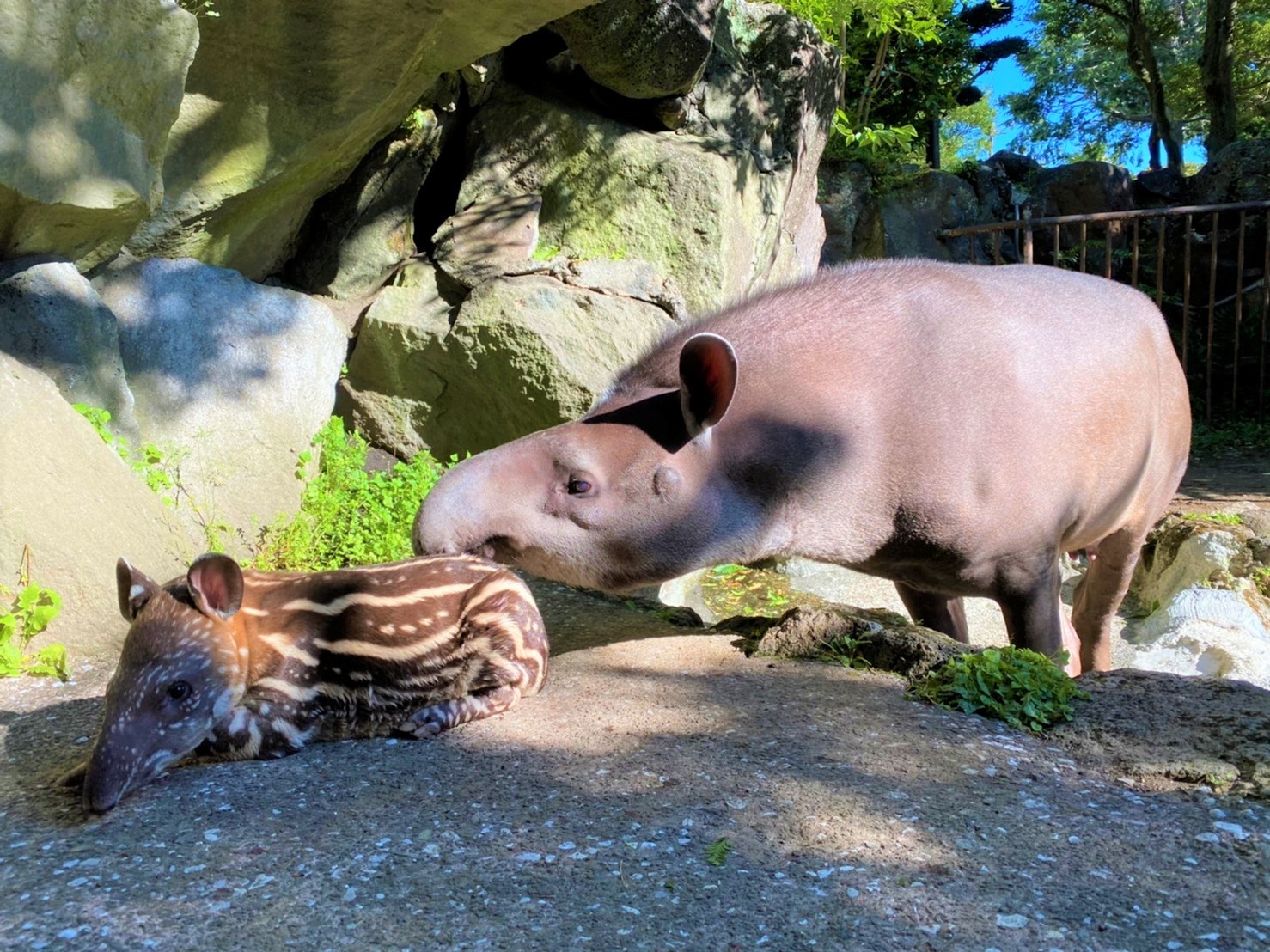 画像 伊豆シャボテン動物公園でベビーラッシュ ジェフロイクモザル アメリカバク ブラジルバク アカテタマリン カピバラの赤ちゃん誕生 の画像10 14 Spice エンタメ特化型情報メディア スパイス