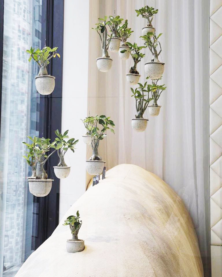 < 学名：Adenium arabicum / 通称名：砂漠のバラ / 分布国：イエメン・サウジアラビア > (c)girls Artalk