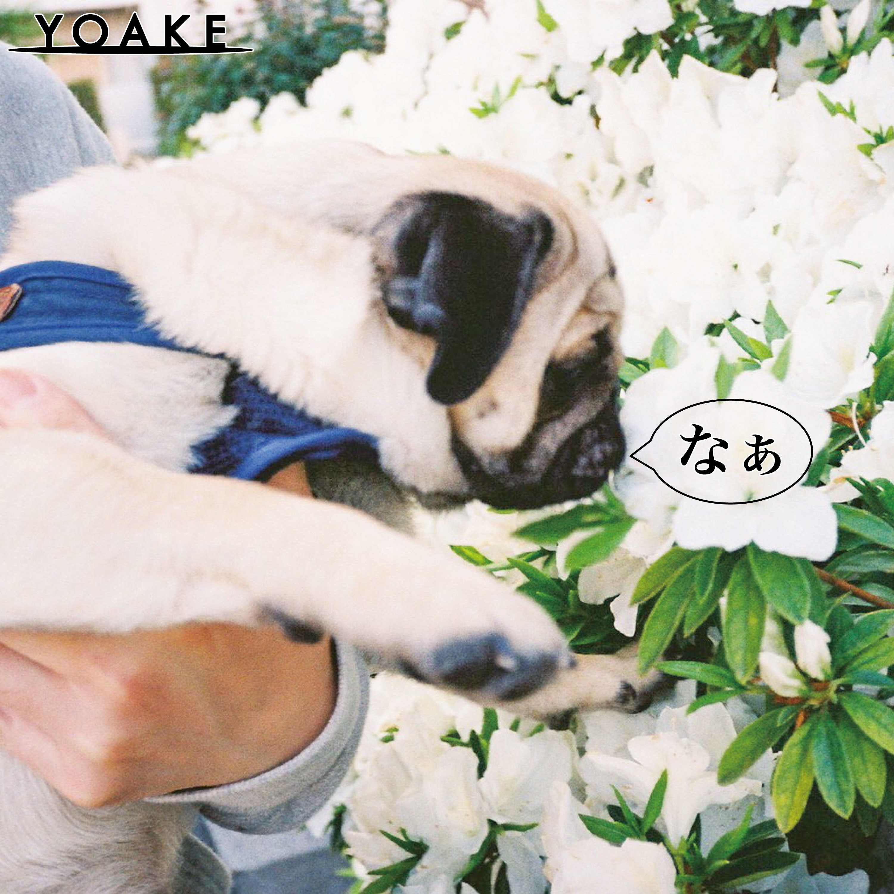 YOAKE「なぁ」