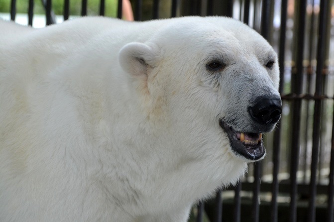 ホッキョクグマの「ピース」