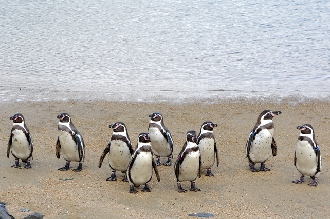 世界で唯一 9種類のペンギンに会える 長崎ペンギン水族館 Vol 1 Spice エンタメ特化型情報メディア スパイス