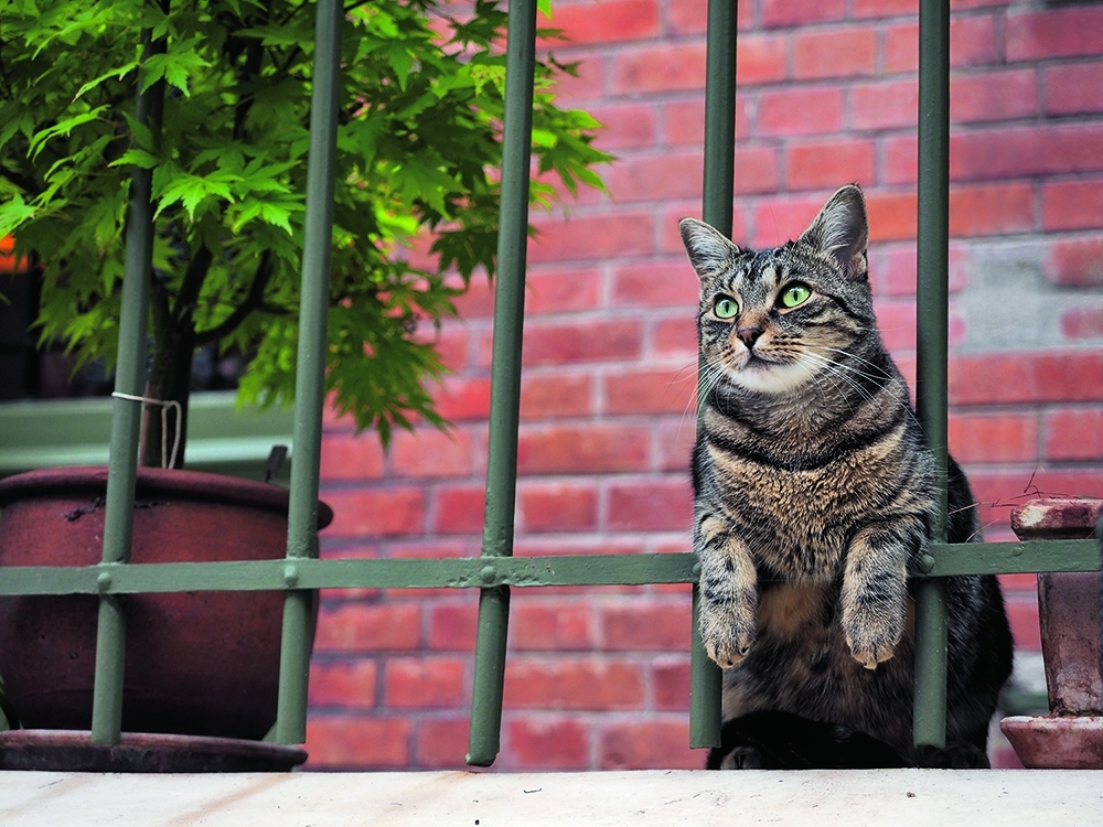 岩合光昭 ねこの写真展｜パリ　ガゼット3才　近所でも評判のお得意のポーズです。(c) Mitsuaki Iwago