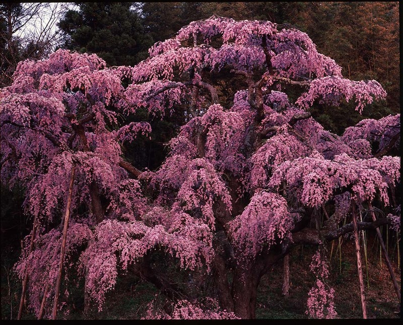 撮影：竹内敏信（福島県郡山市紅枝垂地蔵桜）