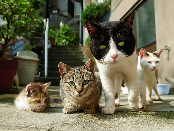 岩合光昭写真展「ねこいぬ」