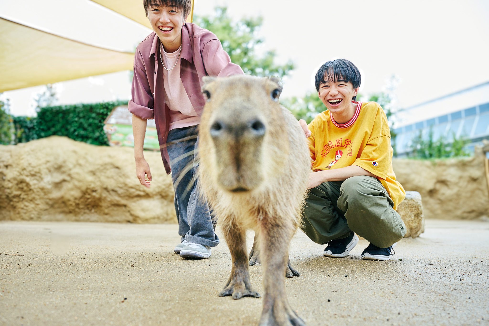 餌を求めてぐいぐい寄ってくるカピバラに「僕たちが食べられそう（笑）」