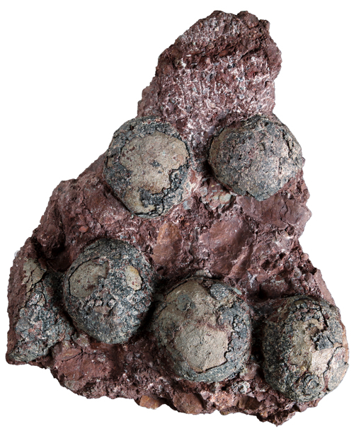 様々な卵や巣の化石2
