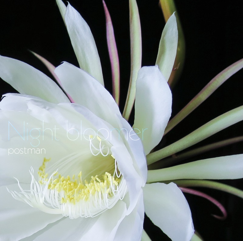 『Night bloomer』