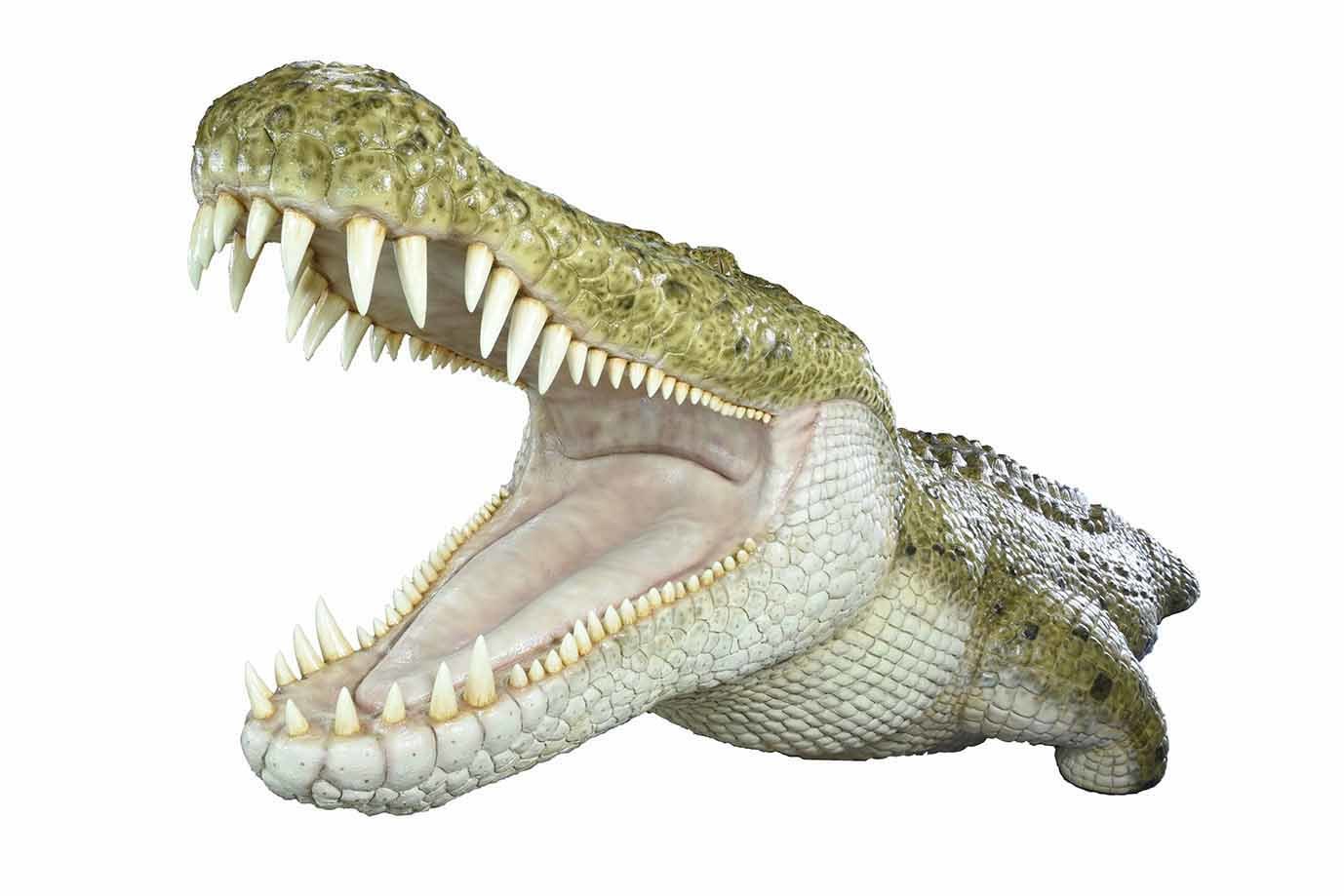 化石　骨格　標本　恐竜　超巨大種　ワニ　美麗歯