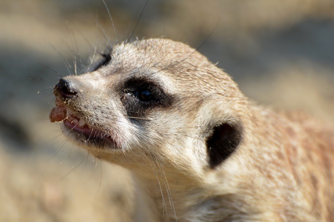 動物園あるある 動物 ヒト 違い Vol 4 名前はキャットだけど ネコじゃないよ Spice エンタメ特化型情報メディア スパイス