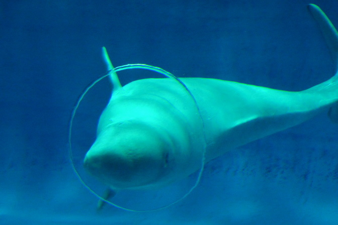 水中にリングを作るシロイルカのパフォーマンスは必見 島根県立しまね海洋館 アクアス Vol 1 Spice エンタメ特化型情報メディア スパイス