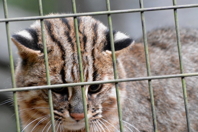 耳の後ろには「虎耳状斑」と呼ばれる白い模様（よこはま動物園ズーラシアにて撮影）